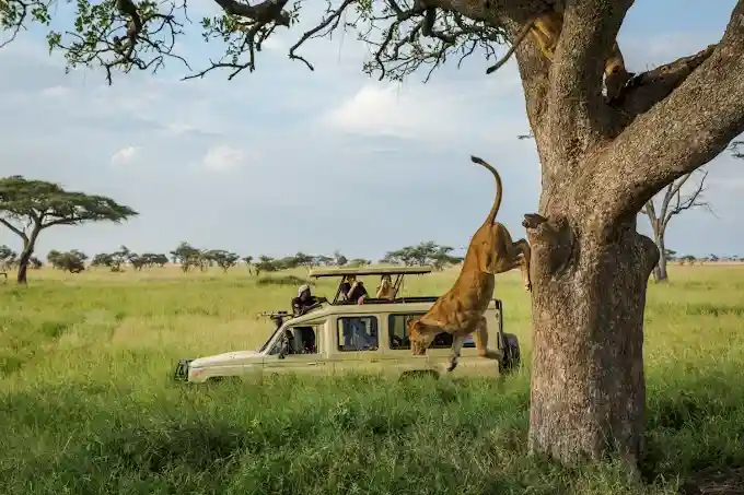 WildLife Simba