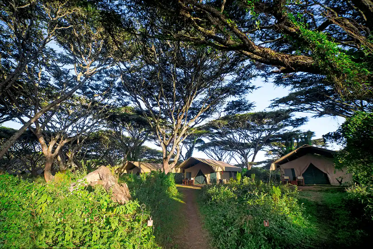 Lemala Ngoro 5 (1)
