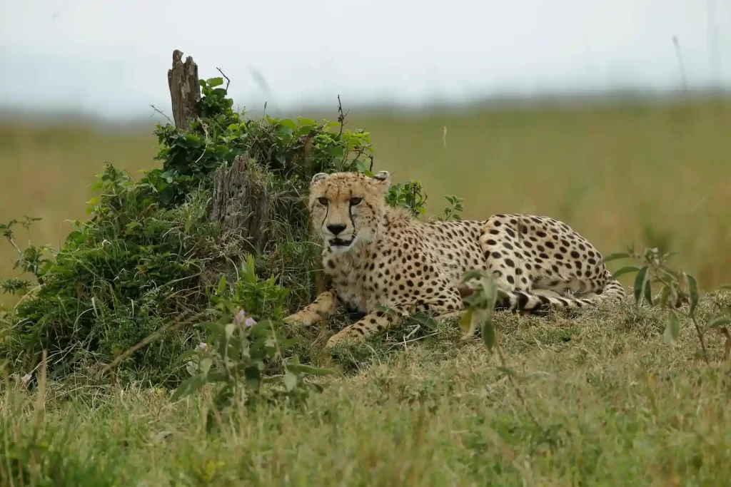 Simply Kenya Tour